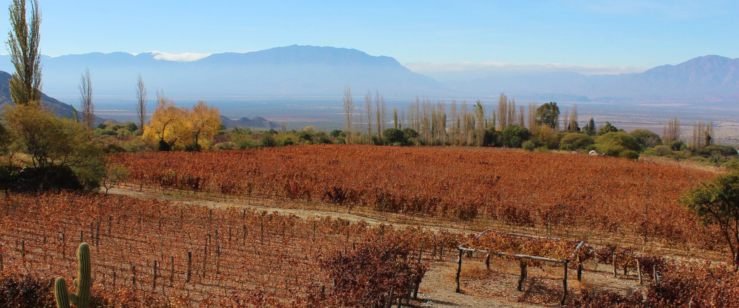 20 – Auf der Ruta del Vino im Valles Calchaquíes-Rebkulturen auf über 2000müM
