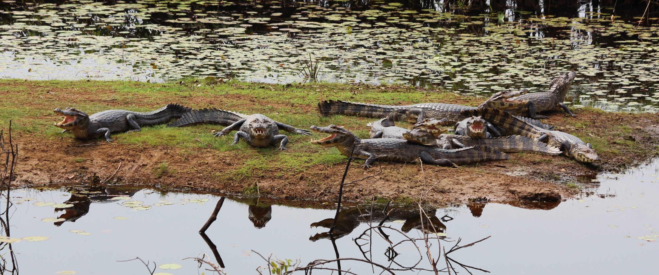 27 – Pantanal – ein Gefühl wie im Zoo